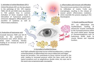 Sphingolipids in thyroid eye disease